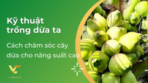 kỹ thuật trồng dừa ta