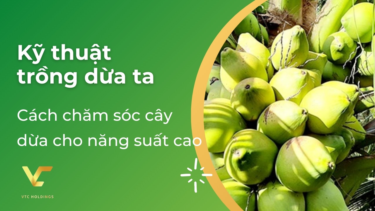 kỹ thuật trồng dừa ta