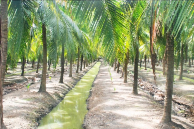 kỹ thuật trồng dừa