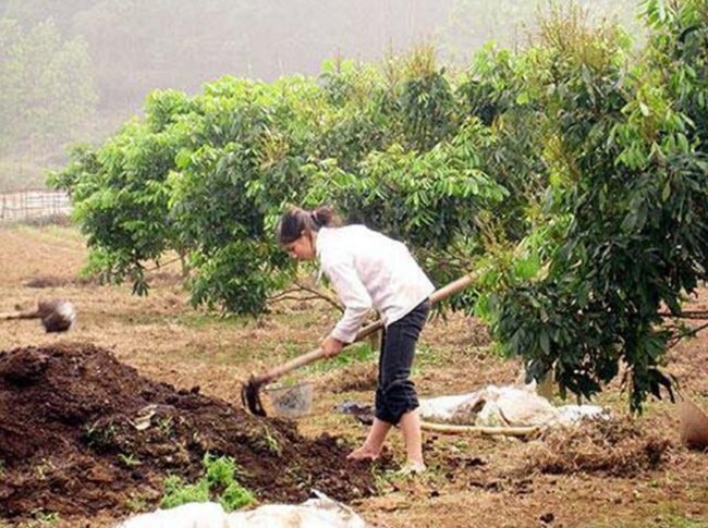 làm cỏ, xới xáo