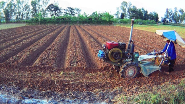 làm đất và lên luống 