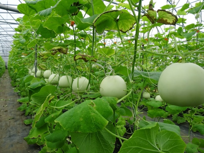 làm giàn cho dưa lê