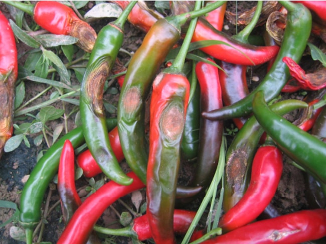 nguyên nhân ớt bị thán thư