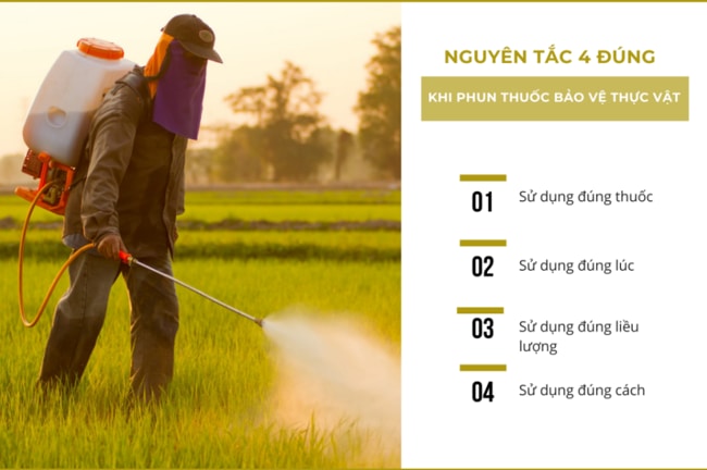 nguyên tắc 4 đúng trong việc sử dụng thuốc bvtv