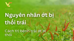 ớt bị thối trái