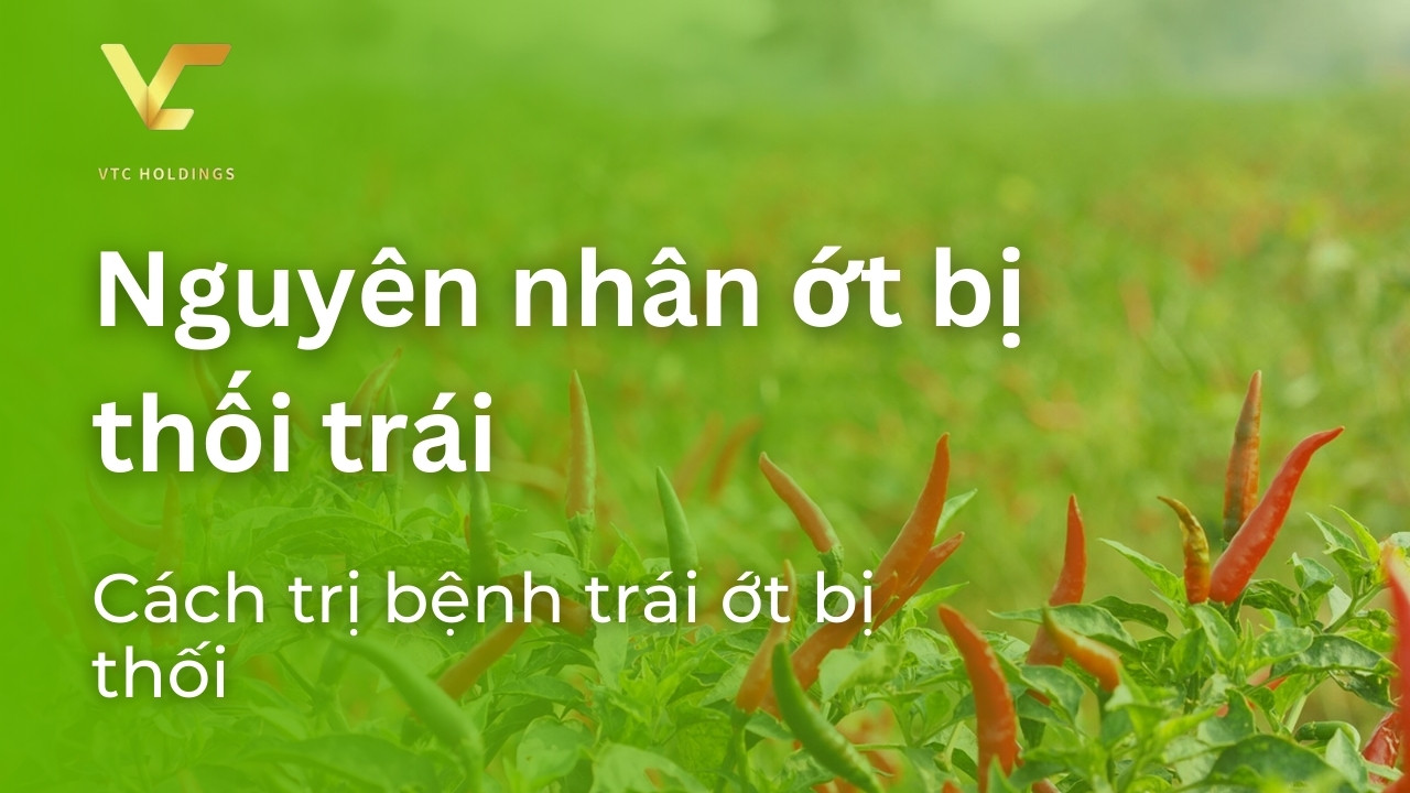 ớt bị thối trái
