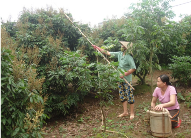 phòng trừ sâu bệnh hại