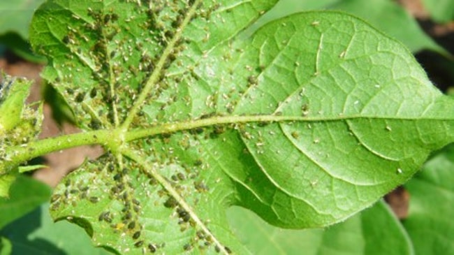 sâu rày hại ớt