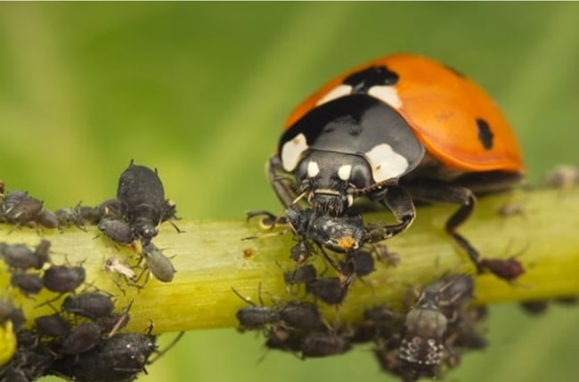 sử dụng thiên địch