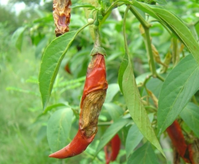 triệu chứng ớt bị thán thư