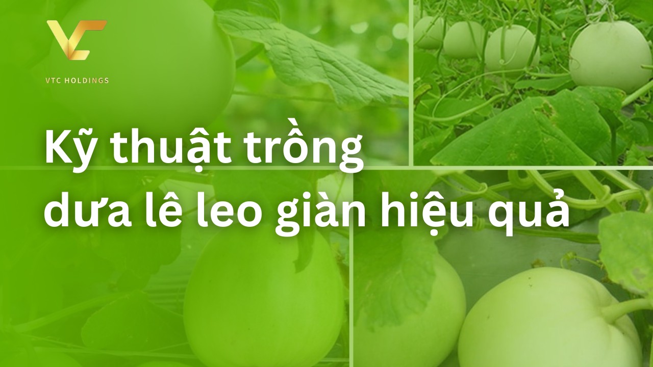 trồng dưa lê leo giàn