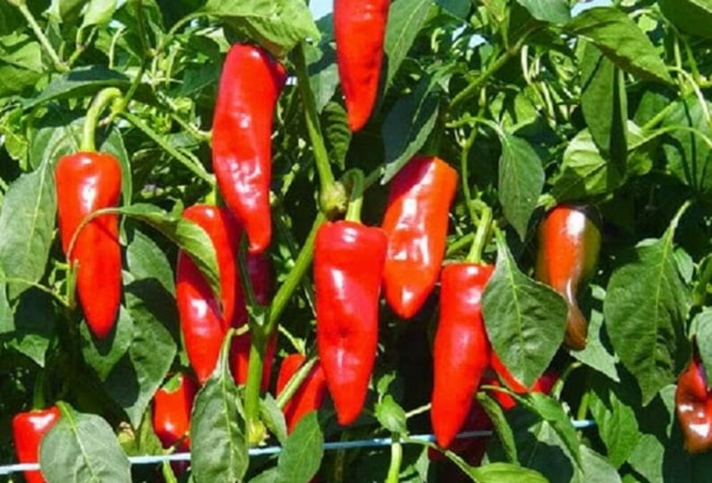 bệnh héo xanh do vi khuẩn