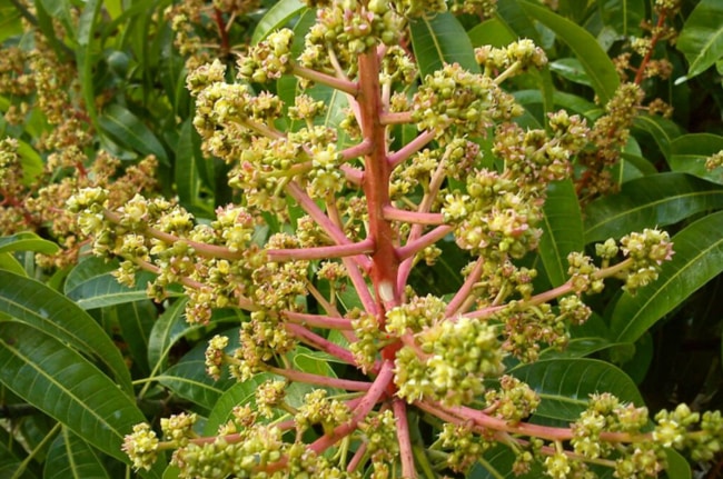 Sử dụng phân bón lá giúp cho cây nhanh đơm hoa kết trái