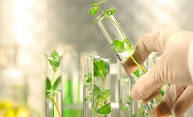 Thuốc bvtv sinh học có nguồn gốc từ thảo mộc