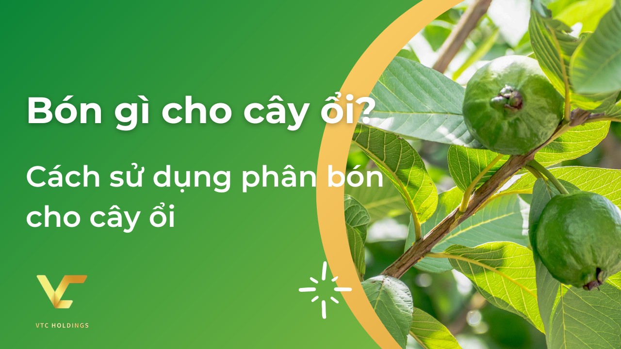 bón gì cho cây ổi