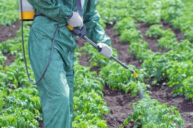 cách dùng phân bón lá hiệu quả