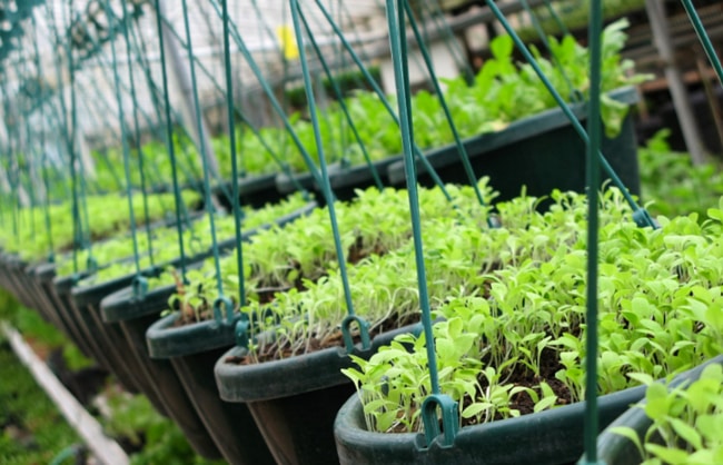 công nghệ nano xử lý tốt môi trường trồng trọt