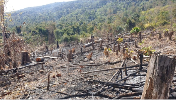 gây mất cân bằng hệ sinh thái