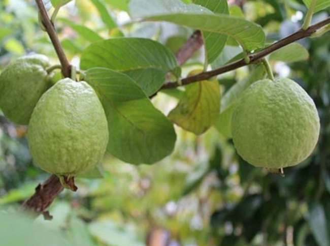 nhu cầu dinh dưỡng kali