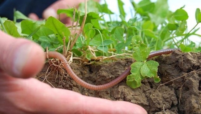 vai trò của chế phẩm sinh học bảo vệ thực vật