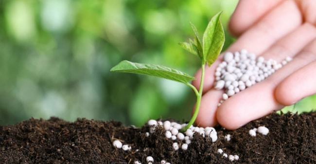 xác định loại phân bón cho cây ổi