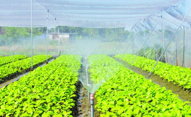 những điểm cơ bản của trồng trọt công nghệ cao