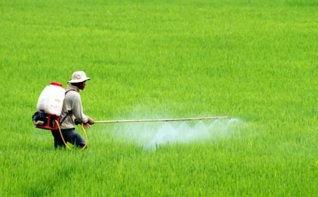 nông dân lạm dụng vào thuốc bvtv