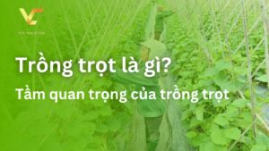 trồng trọt là gì