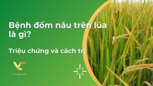 bệnh đốm nâu trên lúa