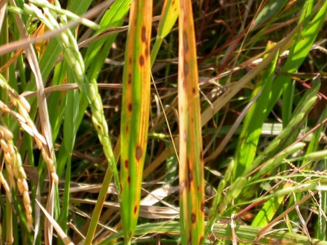 bệnh đốm nâu trên lúa là gì