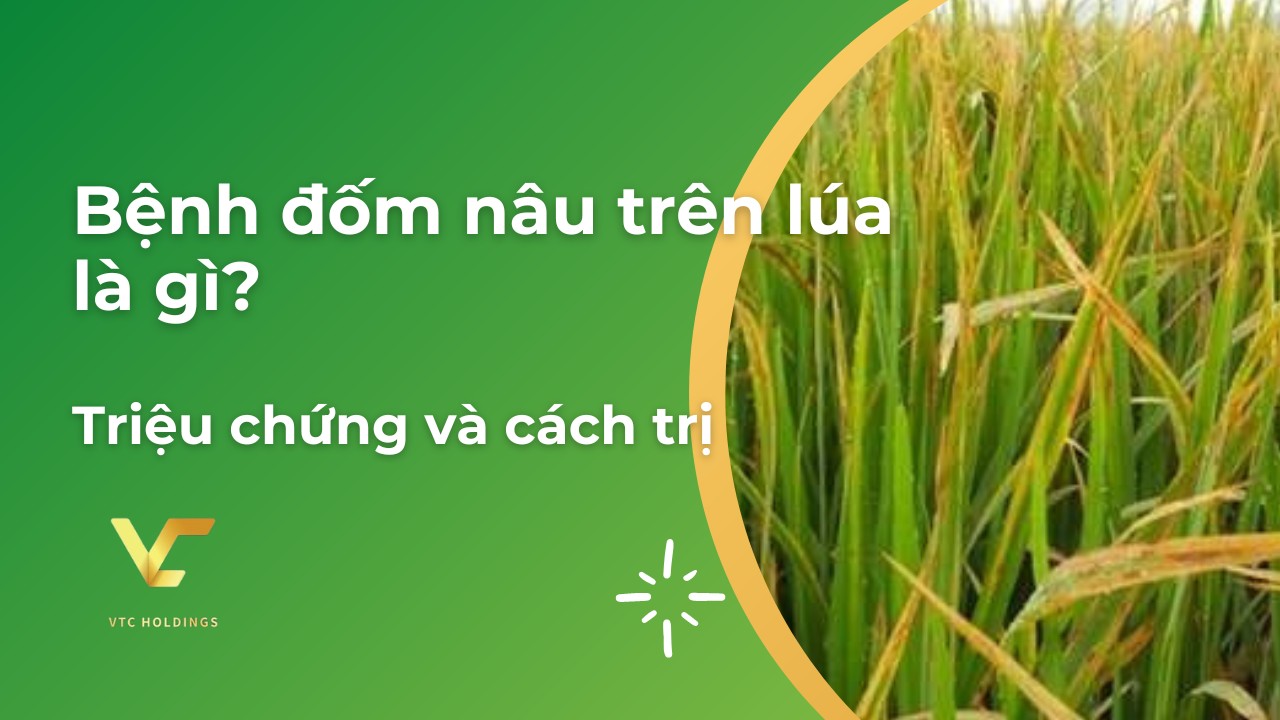 bệnh đốm nâu trên lúa