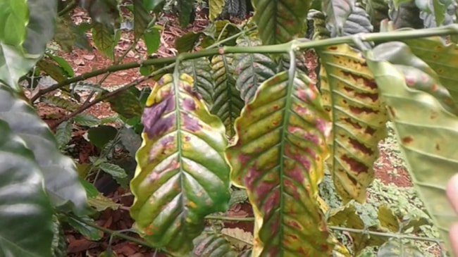 bệnh thán thư là bệnh gì