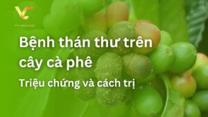 bệnh thán thư trên cây cà phê