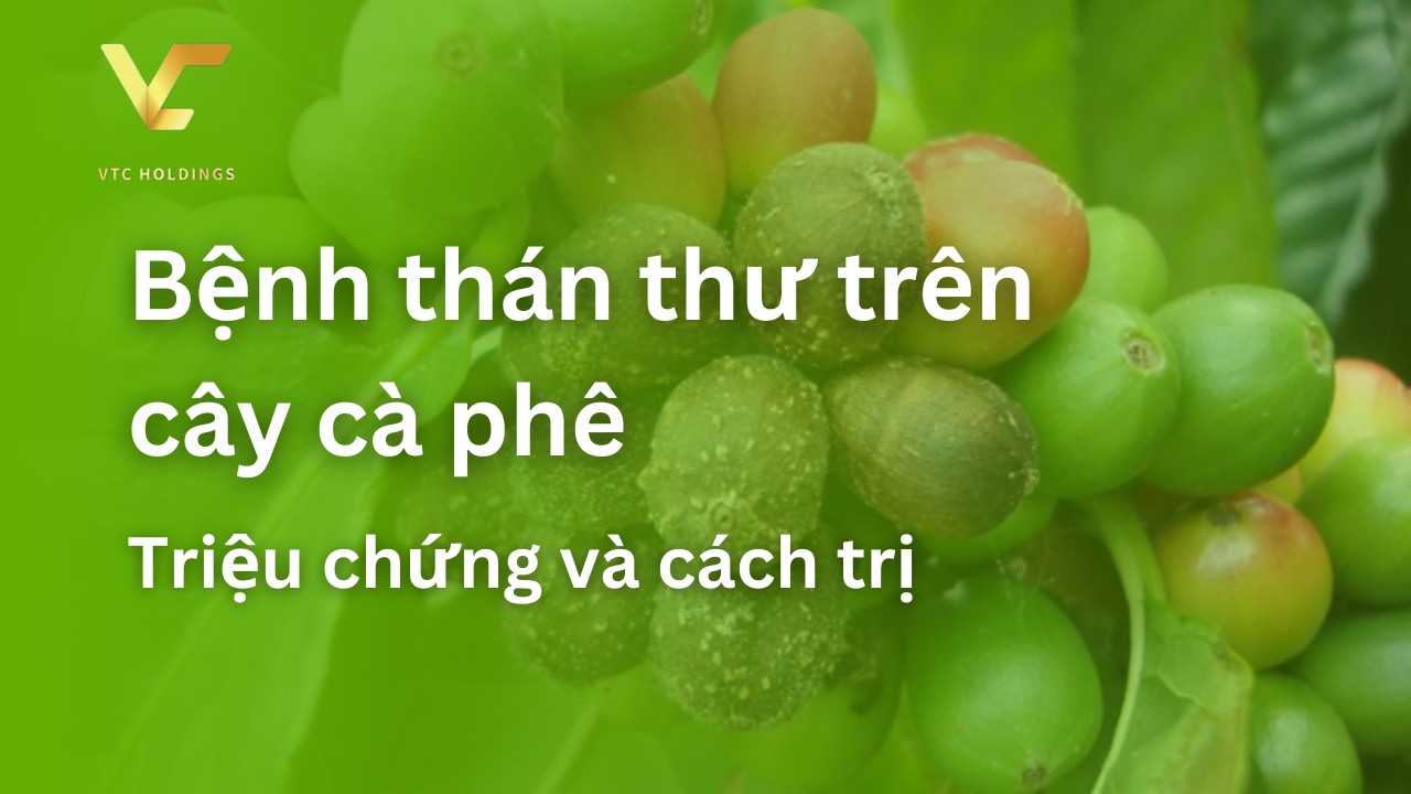 bệnh thán thư trên cây cà phê