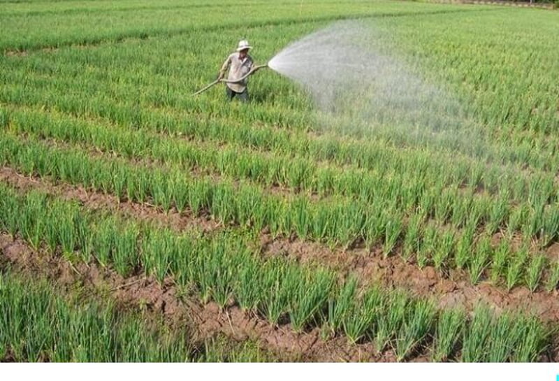 Cách chăm sóc hành lá cho năng suất cao