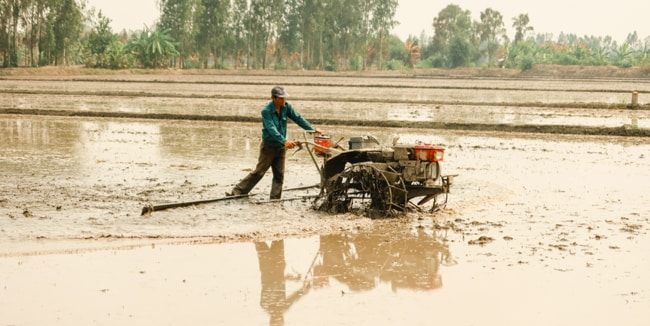 cày bừa xới xáo làm đất kỹ