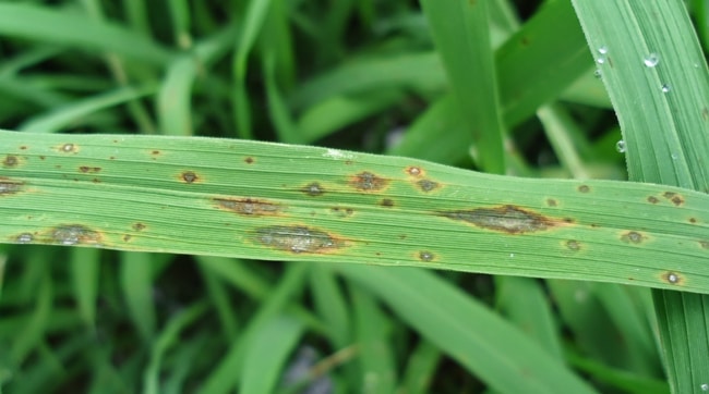 điều kiện phát sinh của bệnh đốm nâu trên lúa