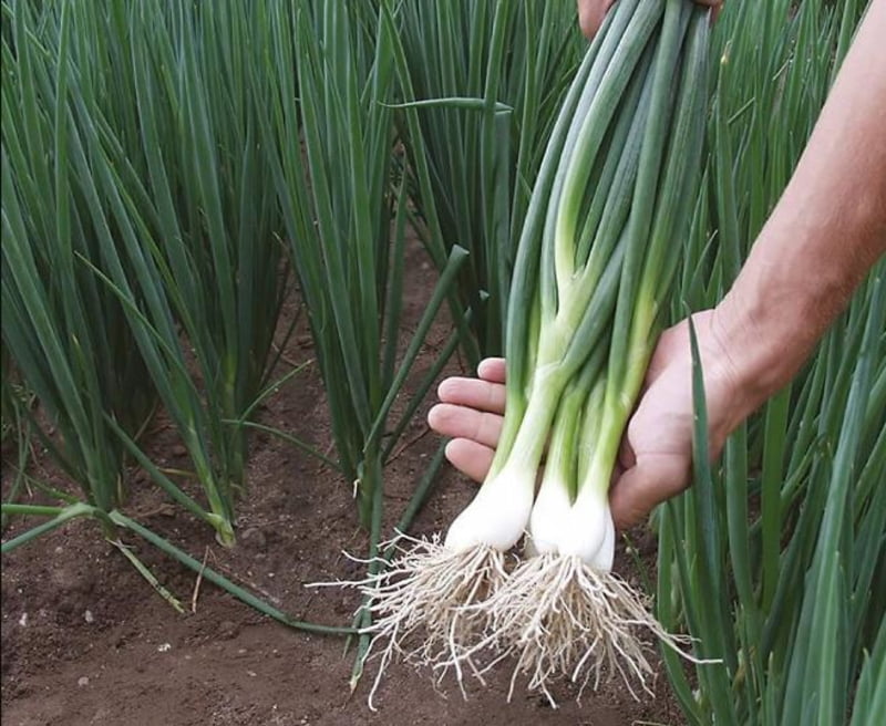 Kinh nghiệm chọn giống hành