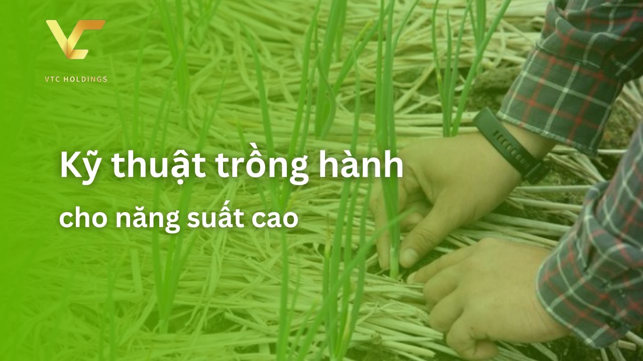 Kỹ thuật trồng hành cho năng suất cao.