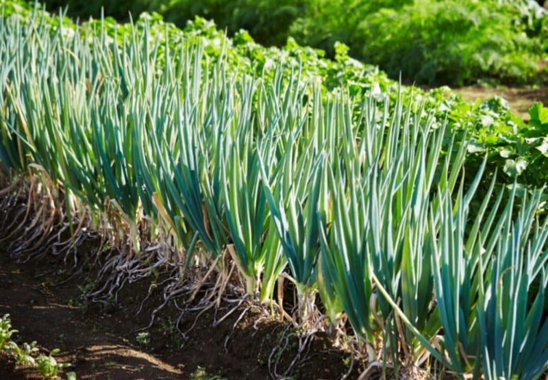 Phương pháp phòng ngừa sâu bệnh cho cây hành