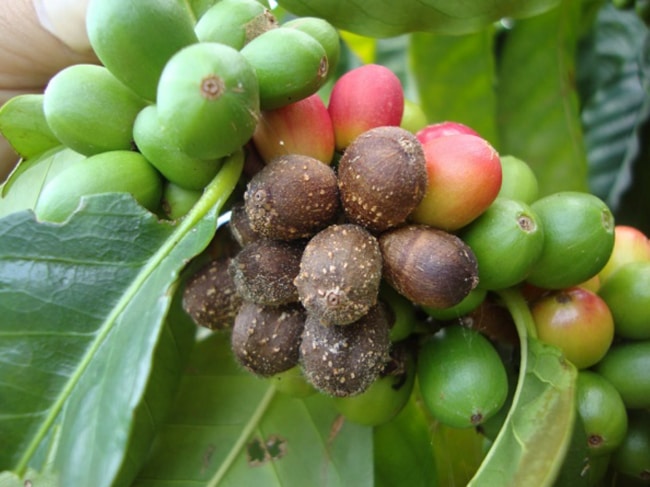 triệu chứng bệnh thán thư trên cây cà phê